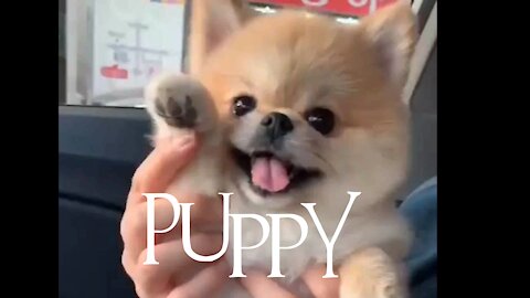 Small cute puppy funny video