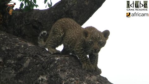 Leopard And Cub - Life Outside The Bushcamp - 1: First Time With A Meal In A Tree