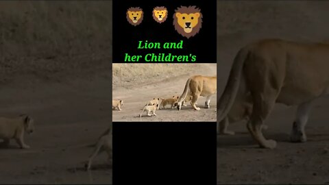 Lion and her children's ❤️#shorts #youtubeshorts #shortsvideo