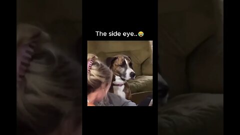 The dogs like, really? 😆😂