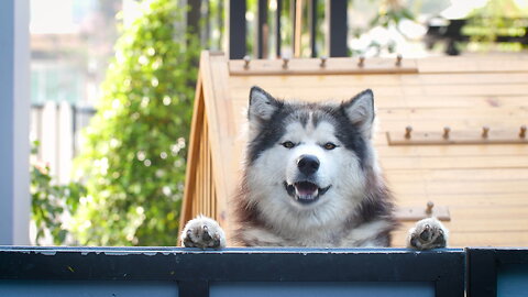 TOP 10 dog barking videos compilation 2016 ♥ Dog barking sound - Funny dogs