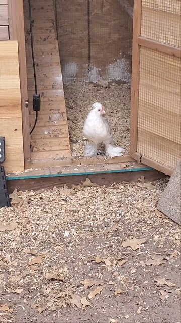 Power trippin' Hens fighting for world domination.