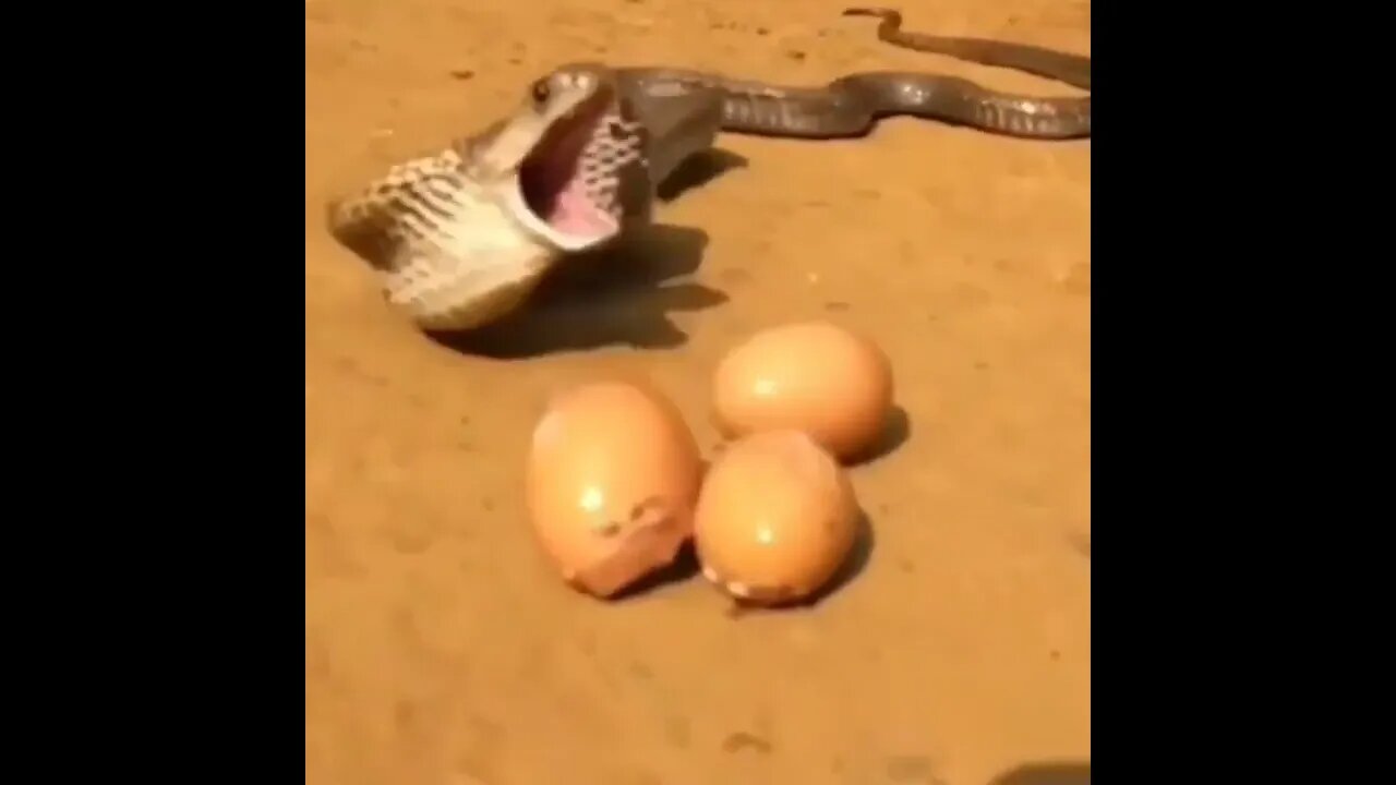 snake funny Video clips, snake Video shorts, big fight snake Video #viral #animals #ytshorts