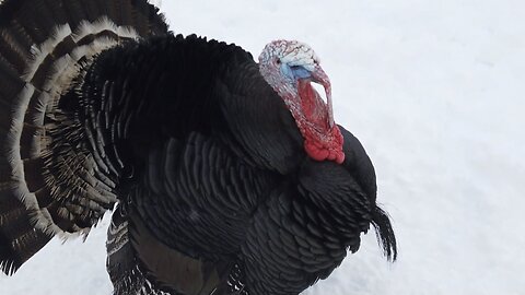 "Wild Turkeys: Majestic Birds of North America"