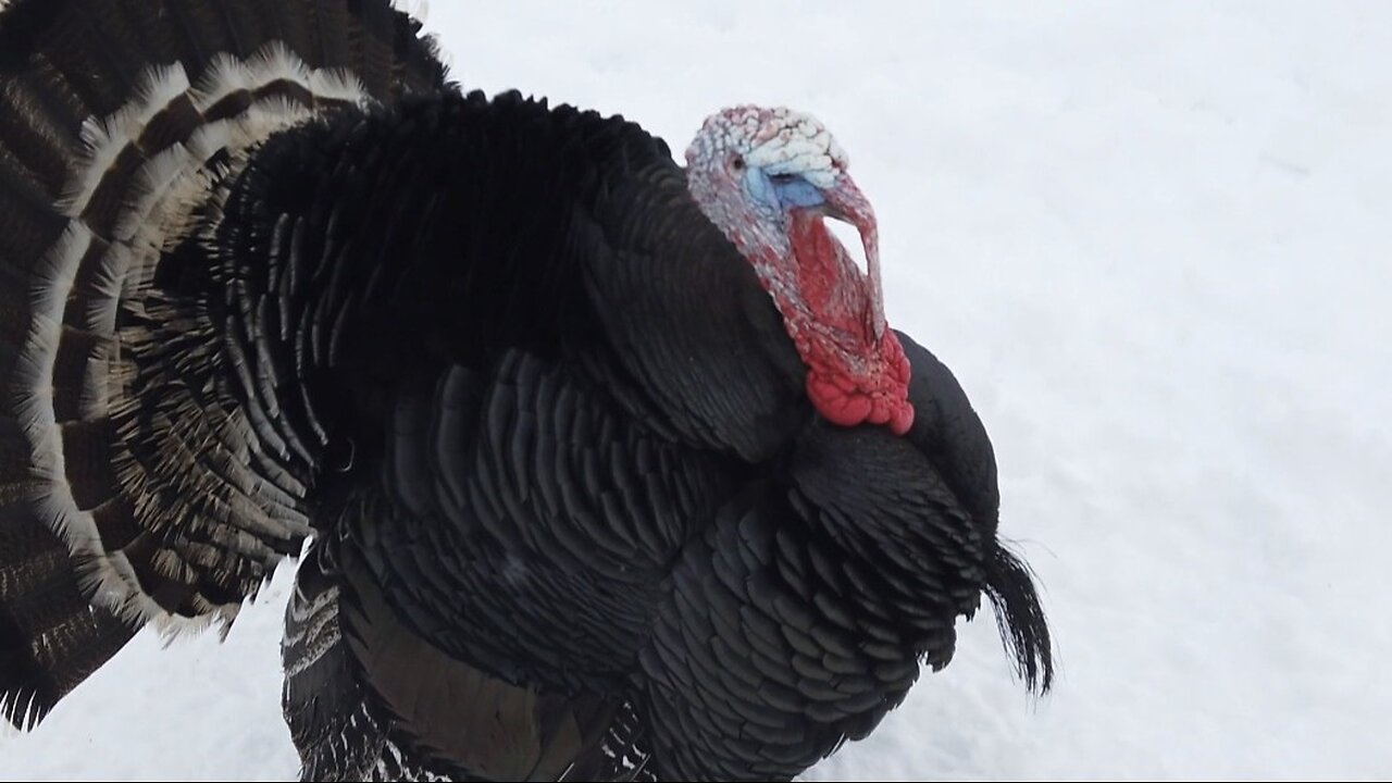 "Wild Turkeys: Majestic Birds of North America"