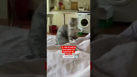 cute cat videos 😹 funny videos 😂 1146 😻 #shorts