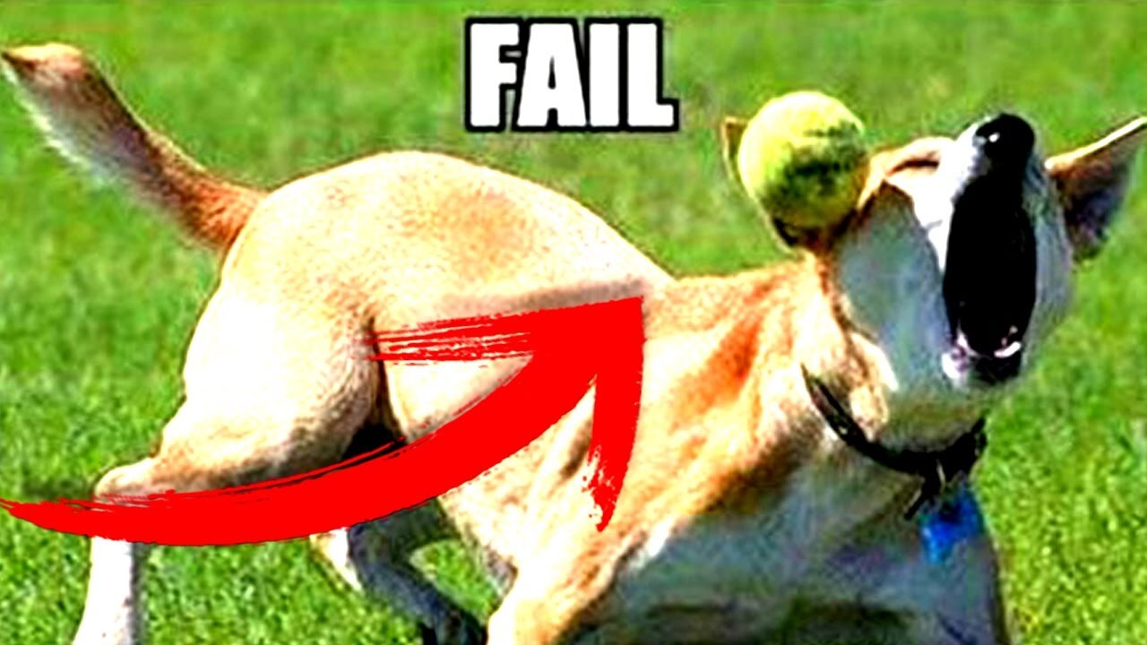 Funniest animal fail video ever