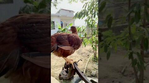 Chicken on water pump in Nepal