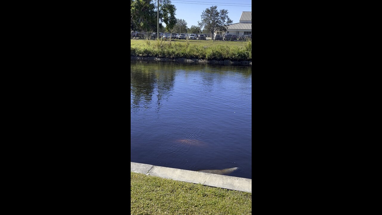 Episode 1 - Manatee Park 1/15/2023 Fort Myers, FL #4K #DolbyVision HDR #Manatee ￼