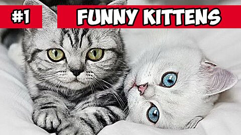 funny kittens and puppies