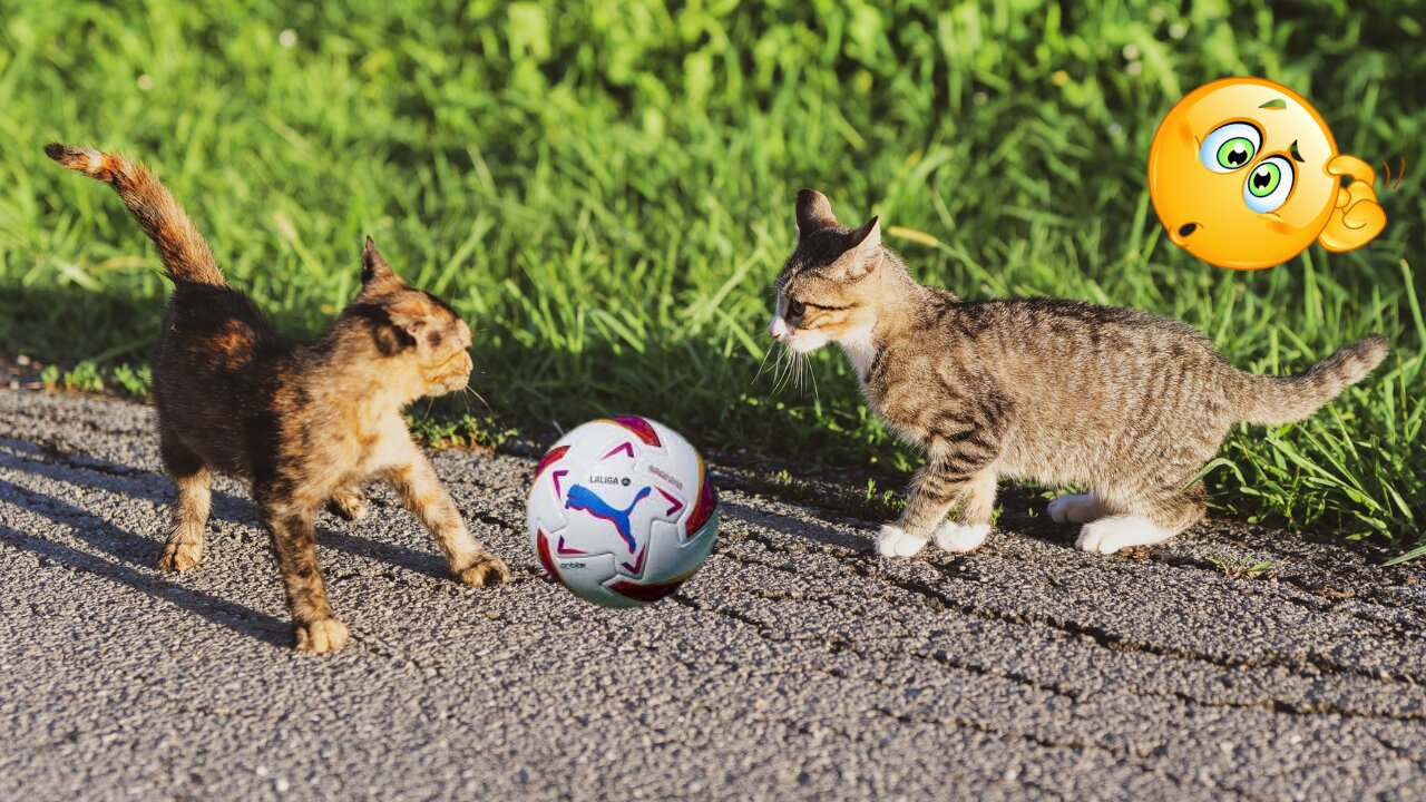 Now give it to me.. 😂 | Cats Trying to Snatch Ball- Pets Class Part 60