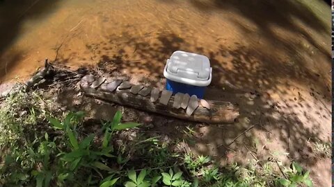 The following day in the jungle!