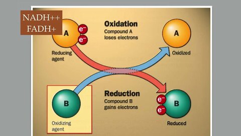 Genetics - Energy Production | Dr. Kevin Conners - Conners Clinic