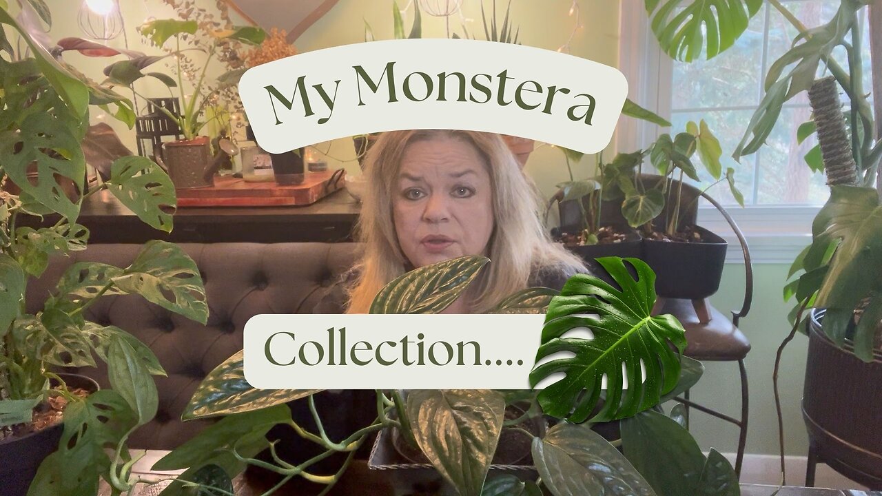 My Complete Monstera Collection….All 6 of them! 🙃