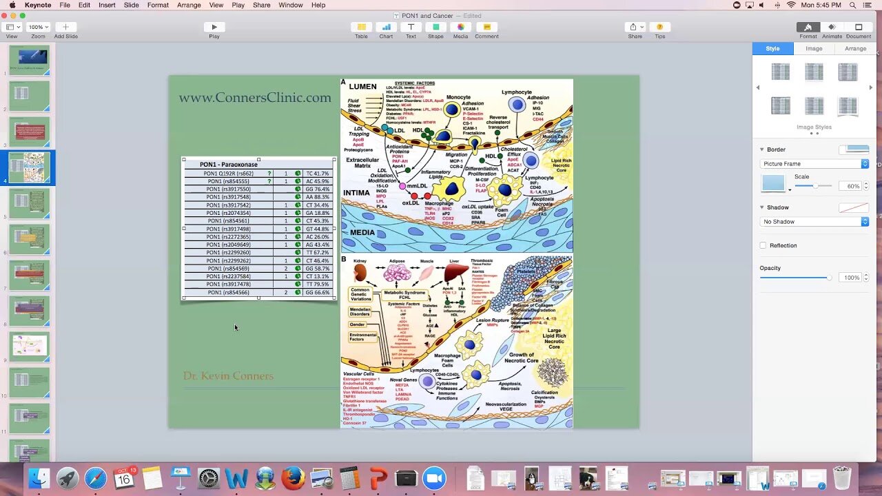 PON1 gene and Cancer | Dr. Kevin Conners - Conners Clinic