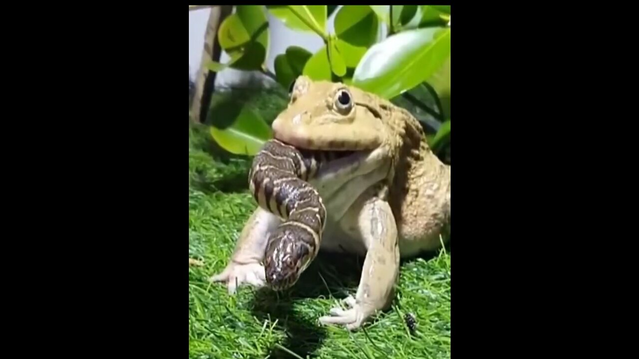 Snak vs Manduck hunt #Snakmanduck #Animal