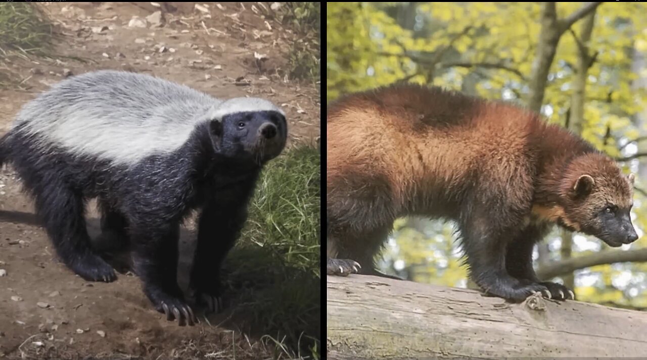 Honeybadger Trilogy Part 3: Honey Badger Vs Wolverine, who would really win?