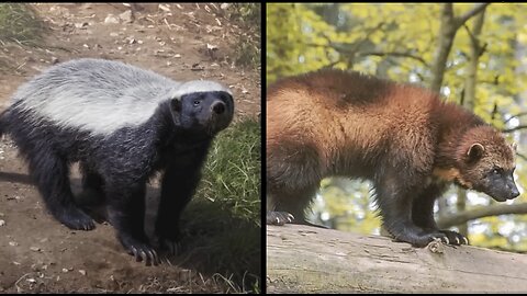 Honeybadger Trilogy Part 3: Honey Badger Vs Wolverine, who would really win?