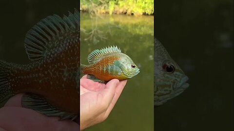 Is there a prettier panfish out there? This one is hard to beat. #fishing #panfish #shorts