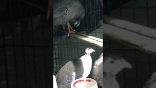 Guinea fowl keets excited that their crate has moved