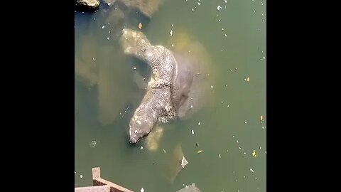 Maa Kamakhya temple ka fishery.