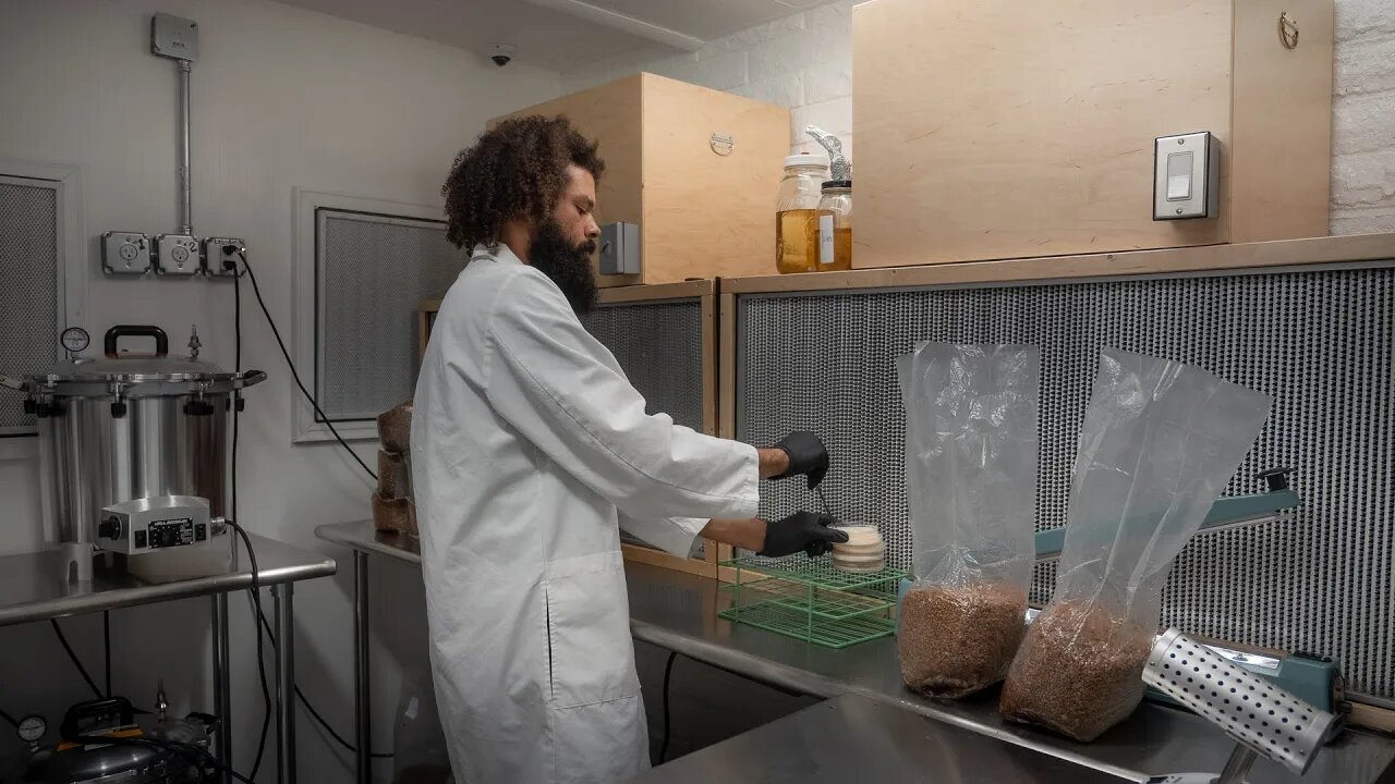 Making Mushroom Grain Spawn in the Lab with Agar Mycelium | Southwest Mushrooms