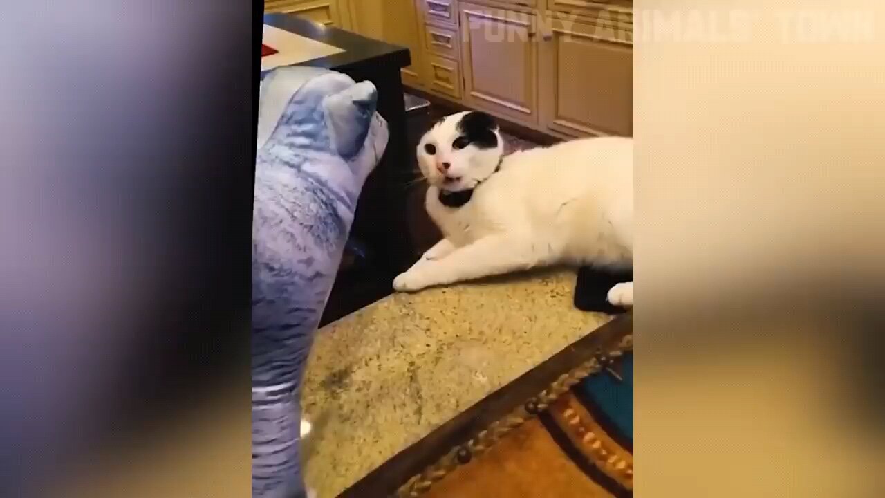 funny cats and dogs