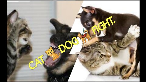 Cat vs dog.