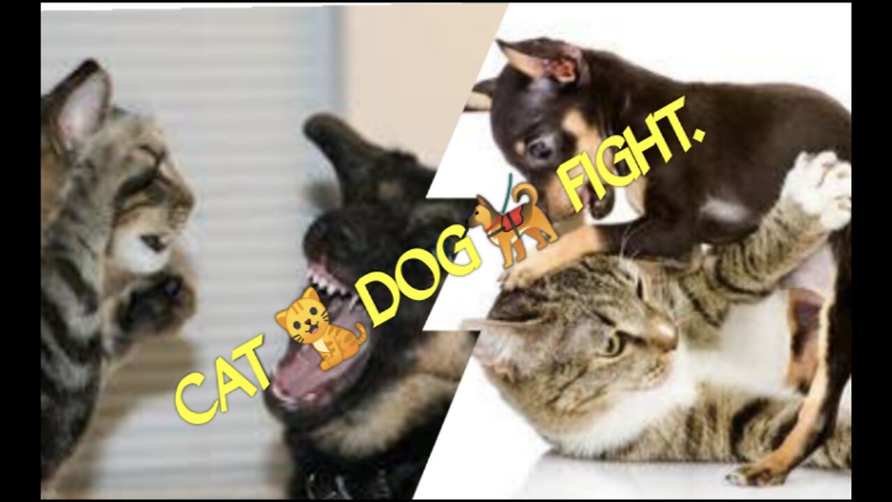 Cat vs dog.