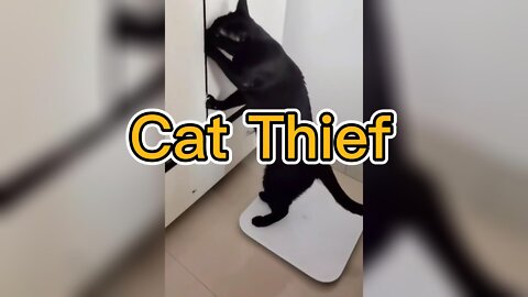 Cat Thief