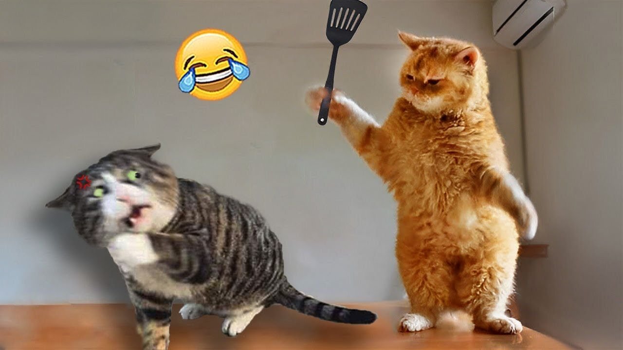 Funniest Animals 2023 😂 Funny videos about cats and dogs 😺🐶 Part 4