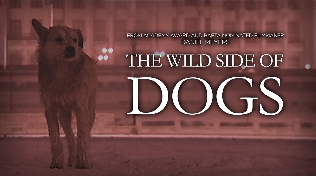 An animal documentary unlike any you have seen before The Wild Side of Dogs Full Film