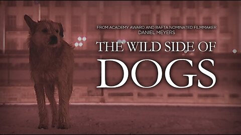 An animal documentary unlike any you have seen before The Wild Side of Dogs Full Film