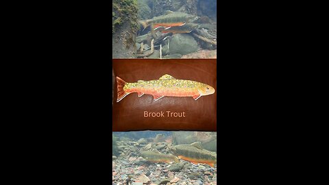 Brook Trout on Leather