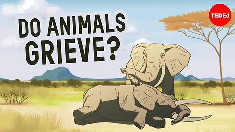 Can other animals understand death ?