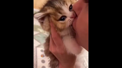 Cute little cat 🐱 😍♥️😘