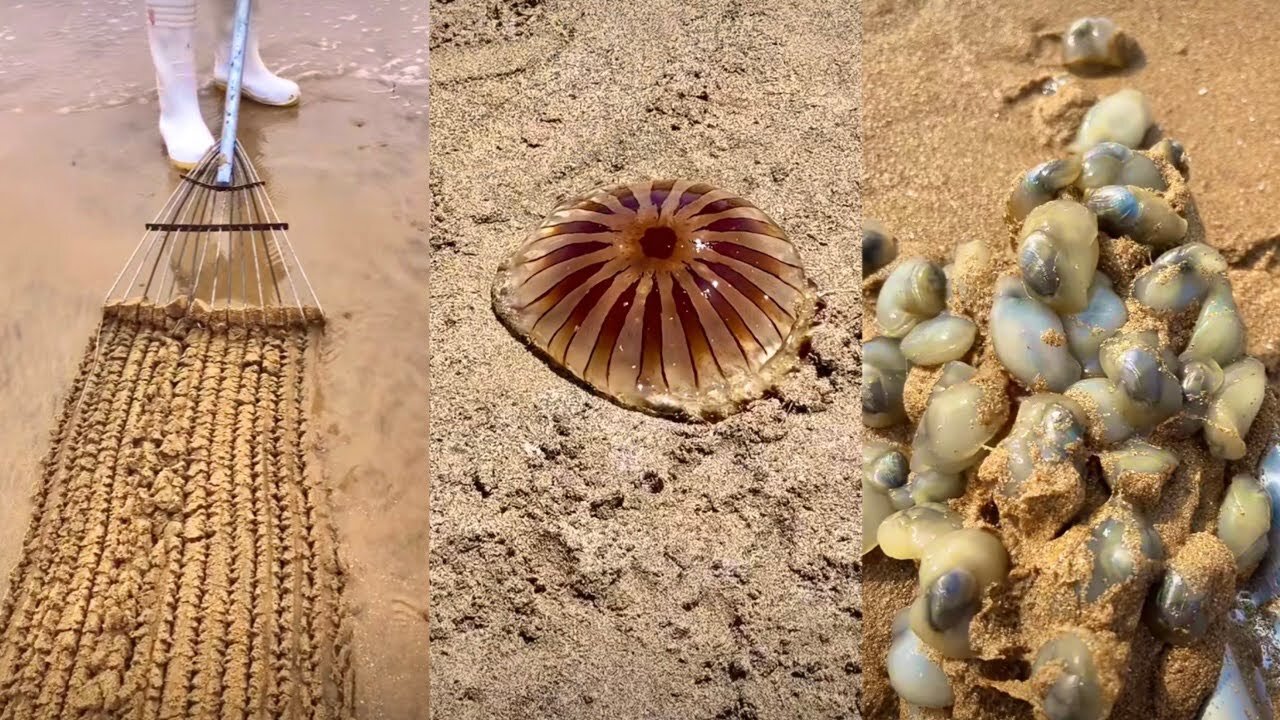 Hunt for Rare and Cute Animals Around the Beach