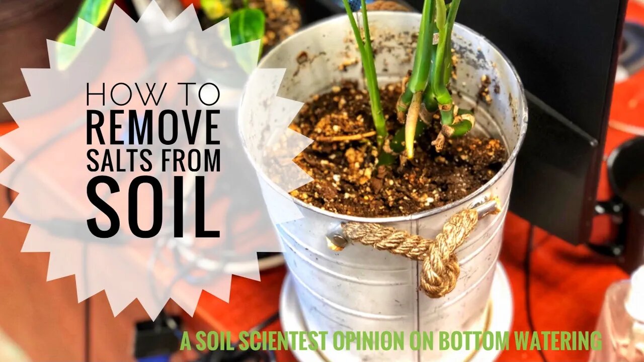 BOTTOM WATERING PLANTS. HOW BOTTOM WATER PLANTS. A SOIL SCIENTIST VIEW | Gardening in Canada