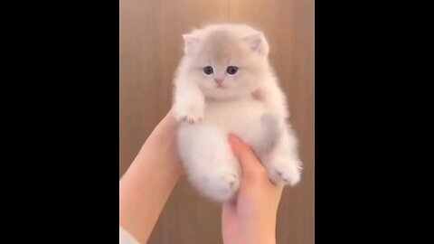 cute kitten