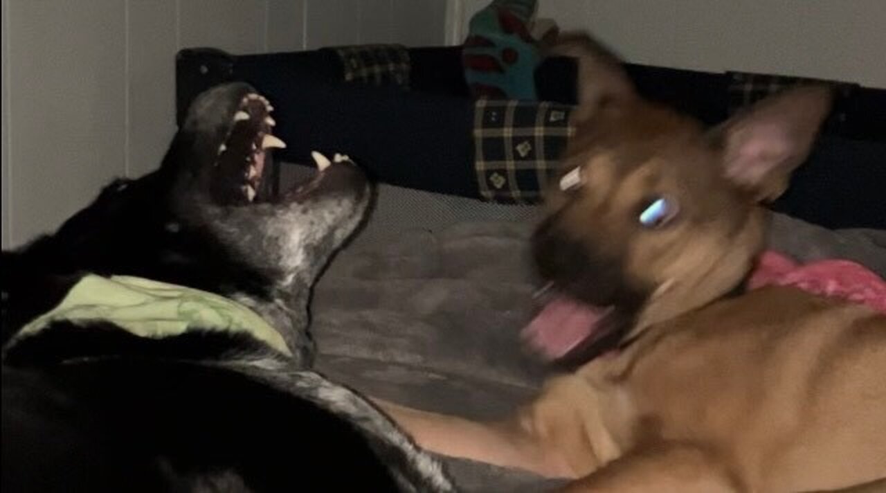 Dogs playing