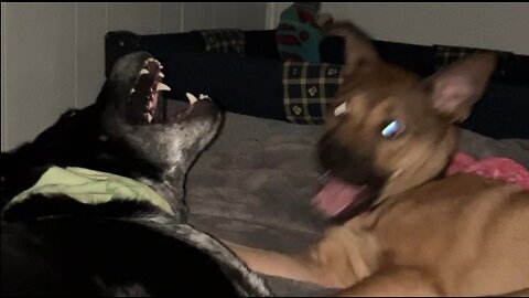 Dogs playing