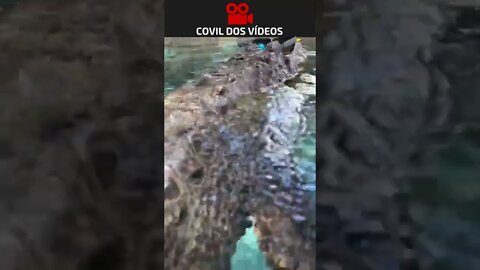 novo contratado da LACOSTE 😂😂😂