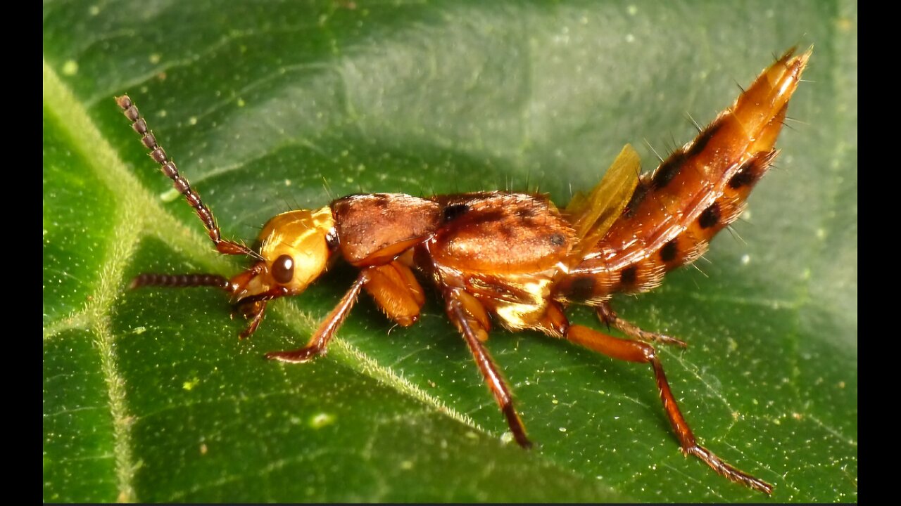 Stealthy Hunter: Rove Beetle's Lightning-Fast Fly Catch!