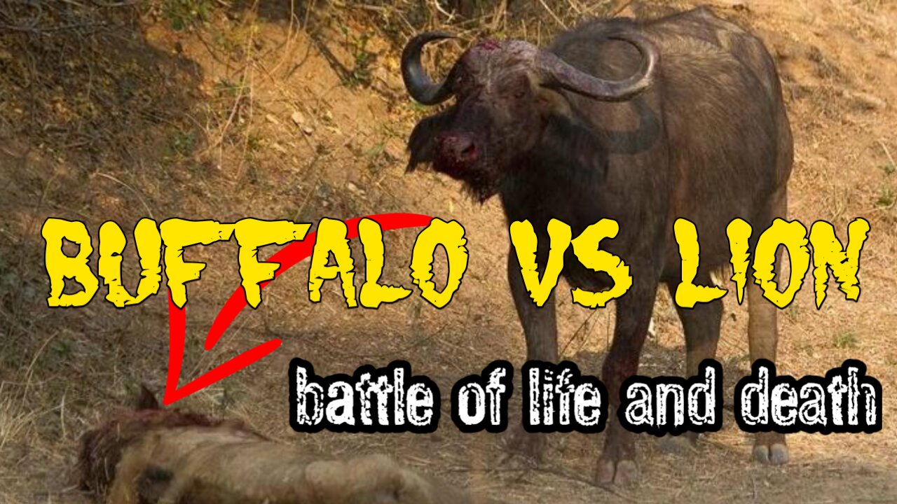 OMG Buffalo vs lion fight