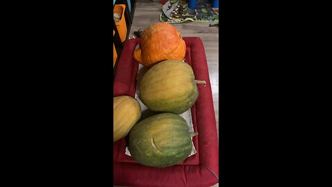 Boston marrow and Dickerson pumpkins