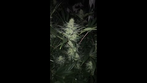 White Rhino genetics