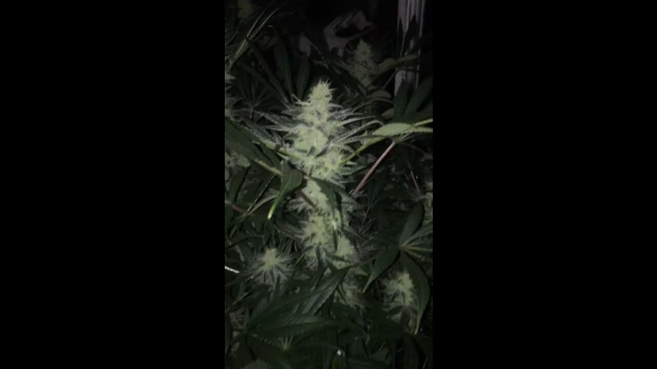 White Rhino genetics