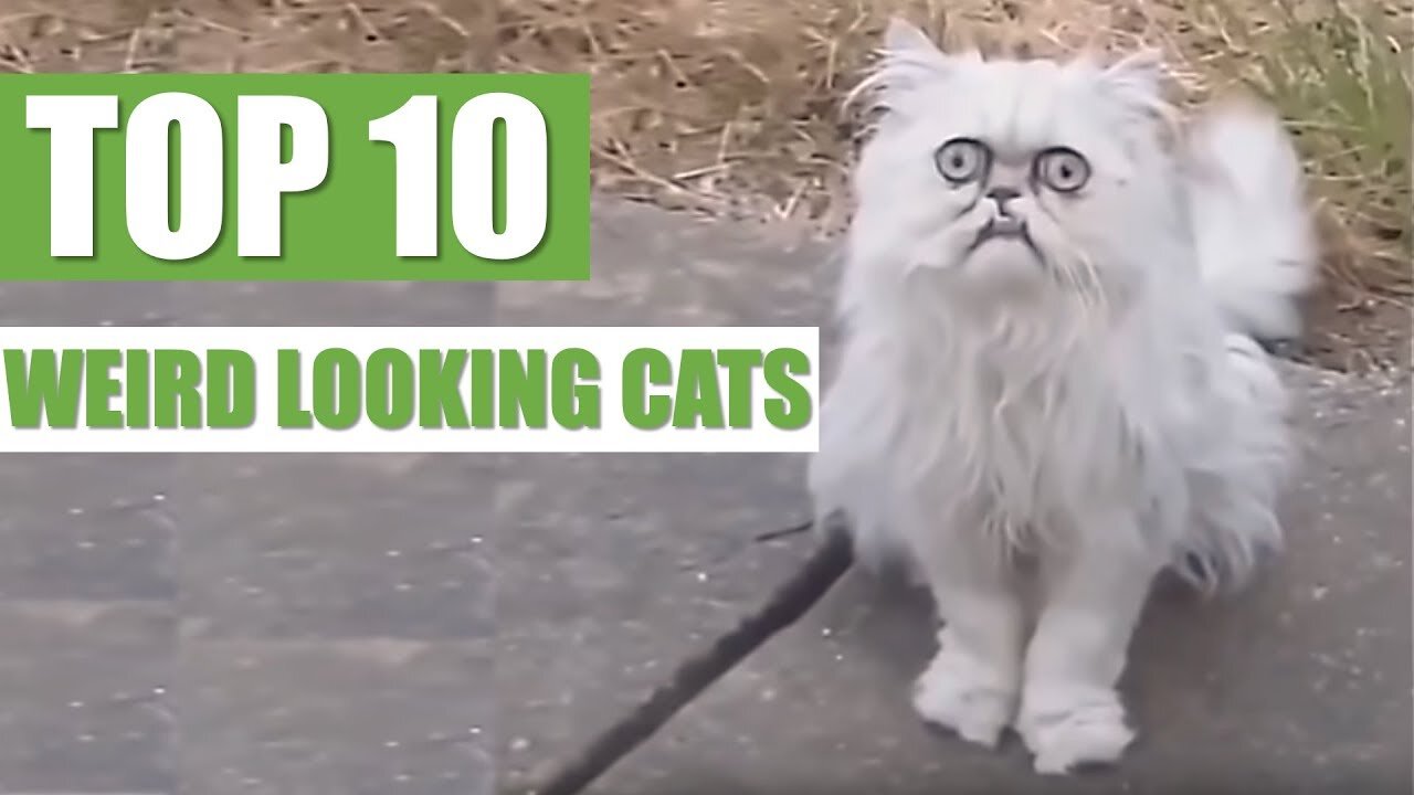 TOP 10 WEIRD LOOKING CATS