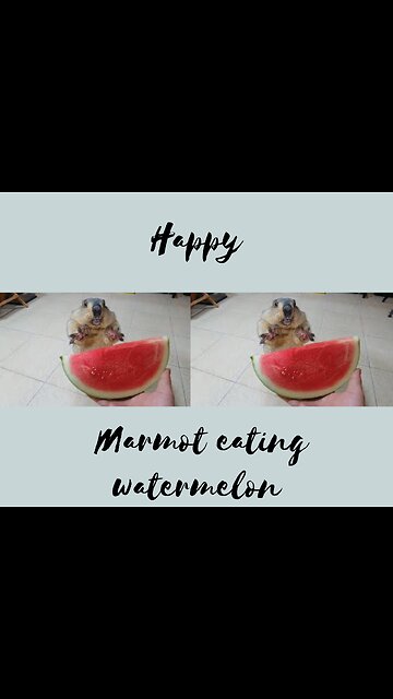 Awesome sound when Marmot eats watermelon