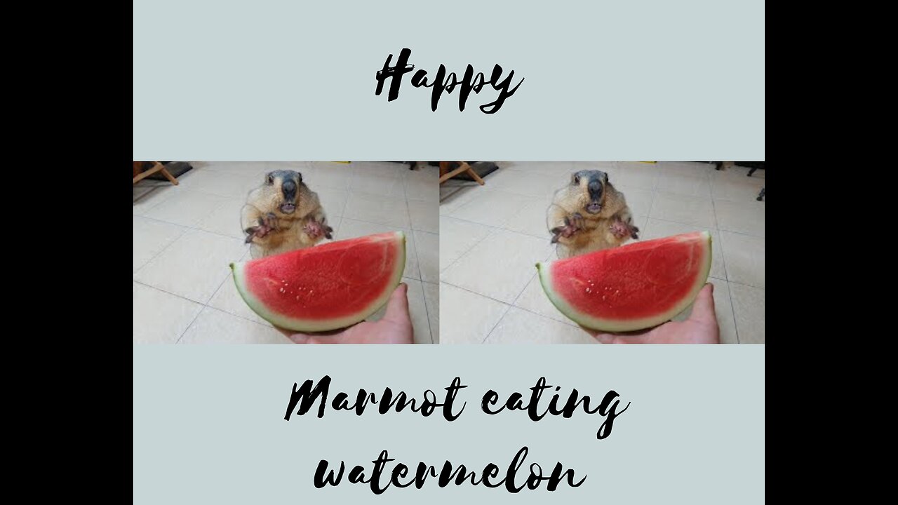 Awesome sound when Marmot eats watermelon